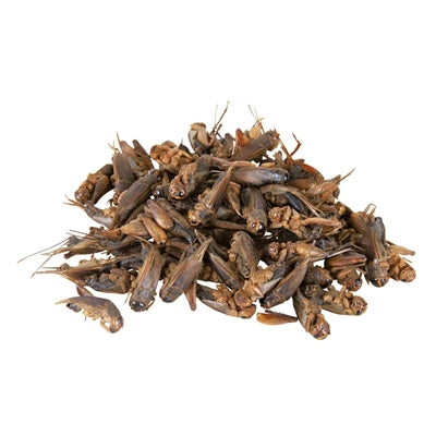 Trixie Reptiland Grillen Getrocknet