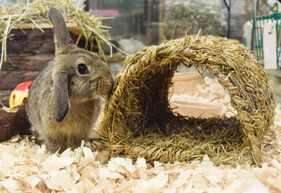 Happy Pet Grasiger Tunnel