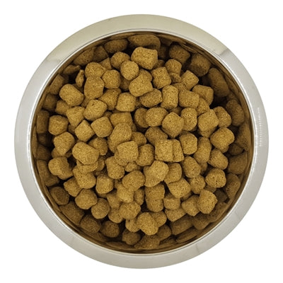 Yourdog Chien Français Blanc Et Orange Erwachsene